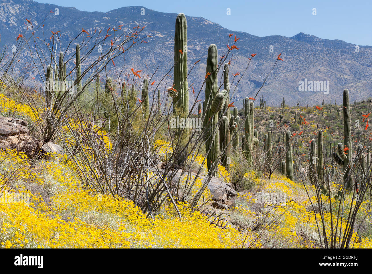 Brittlebrush fleurs sauvages et la fleurir dans une forêt de cactus Saguaro ci-dessous pointe Rincon. Saguaro National Park, Arizona Banque D'Images