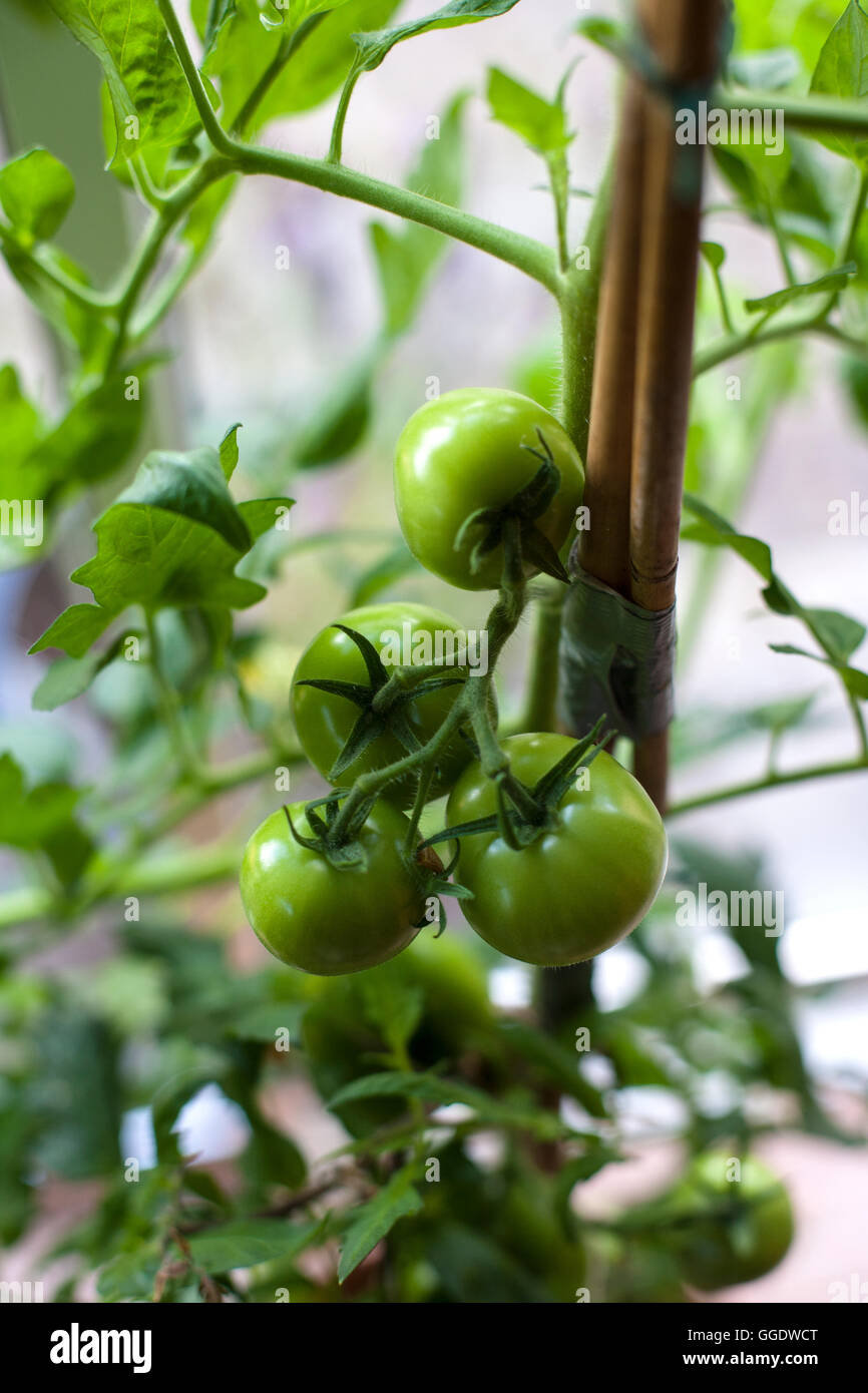 Les tomates vertes vert, croissant sur vine Banque D'Images