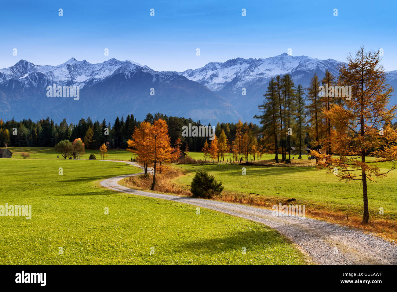 Décor de l'automne de Miemenger avec plateau des montagnes enneigées en arrière-plan. L'Autriche, l'Europe, le Tyrol. Banque D'Images