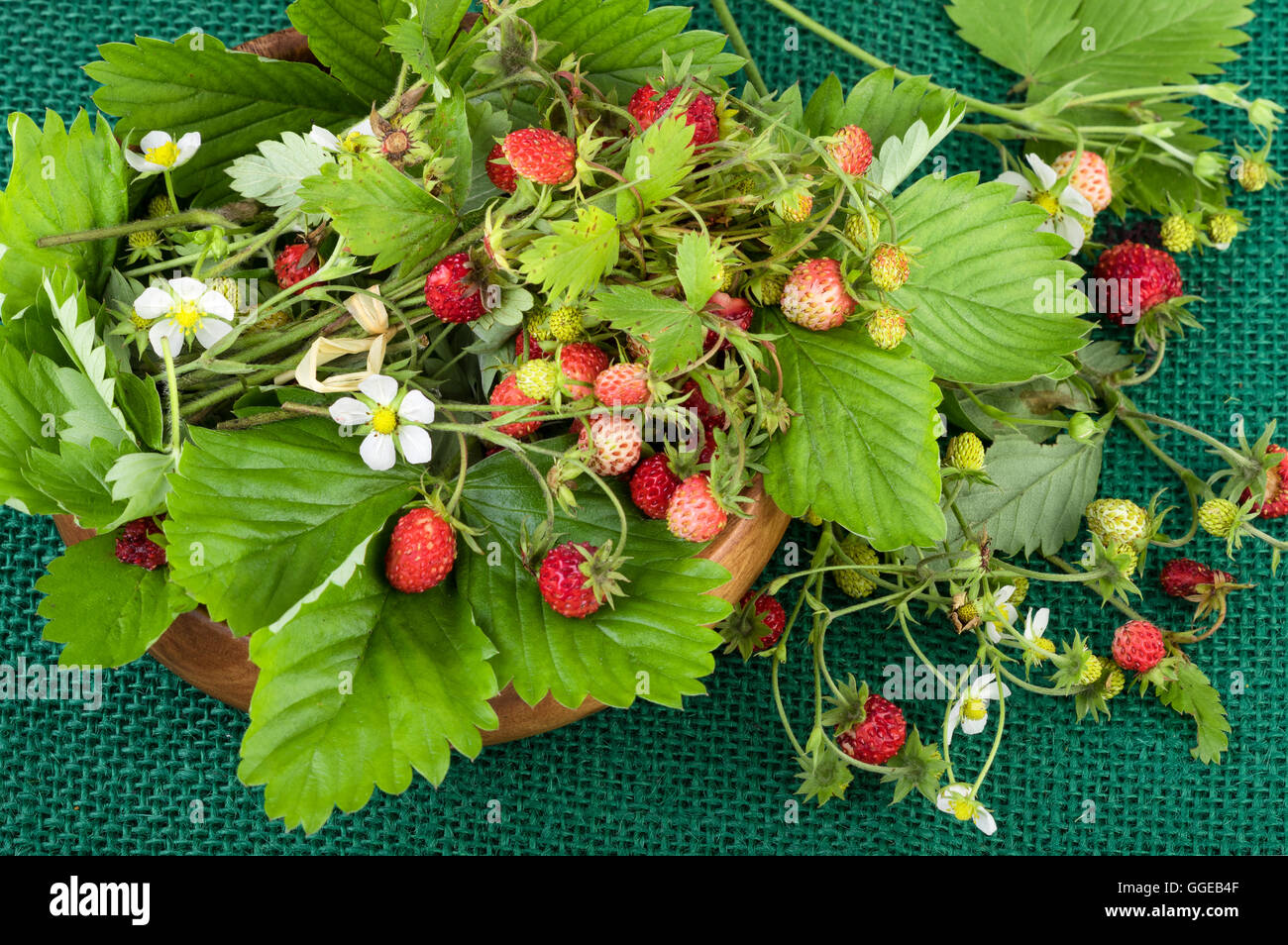 Les Fraises sauvages Banque D'Images