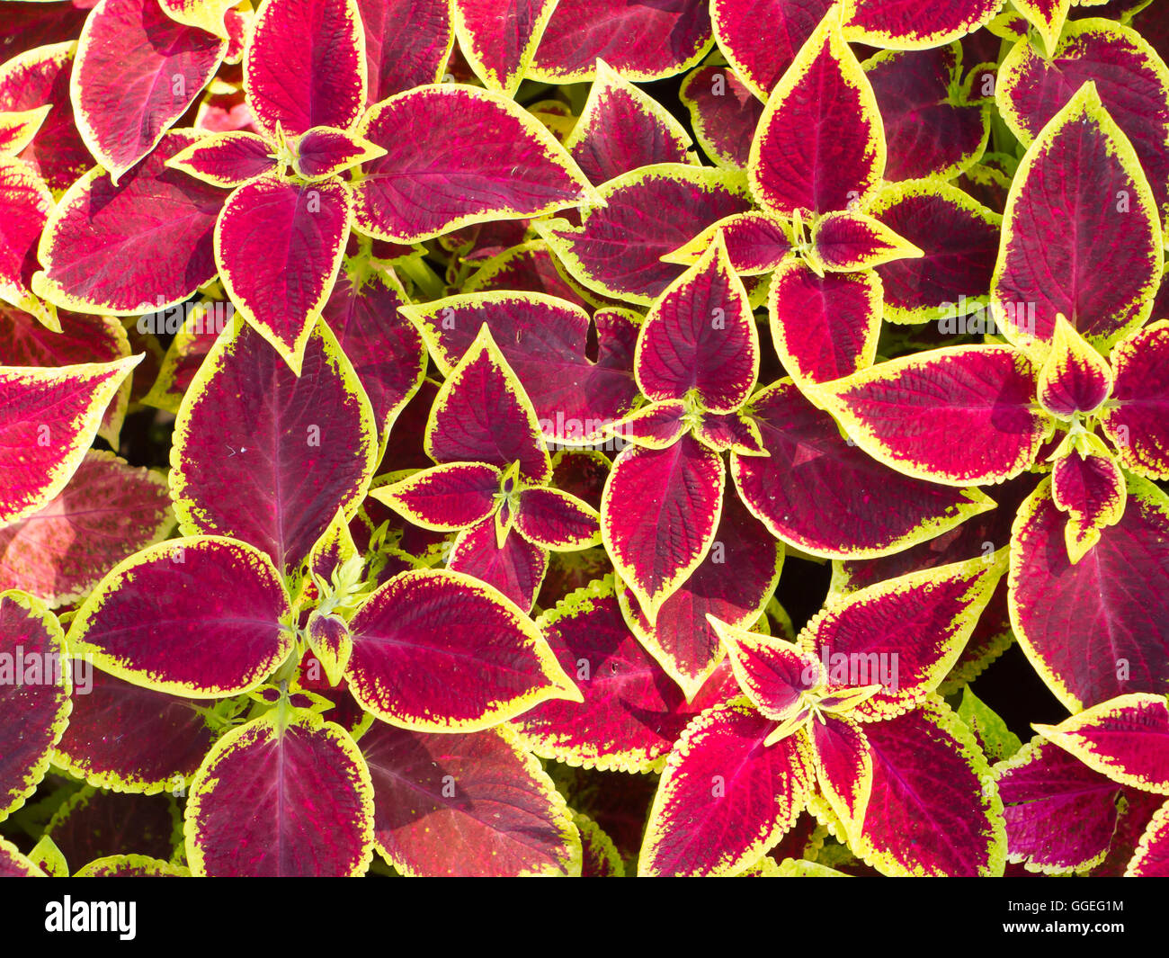 Red Coleus plantes avec bords jaune libre sur un lit de fleur Banque D'Images