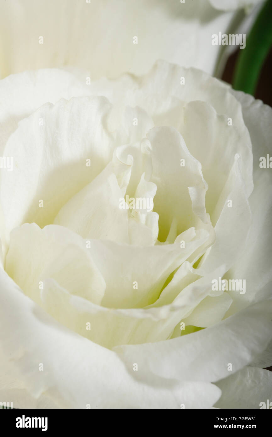 fleurs blanches Banque D'Images