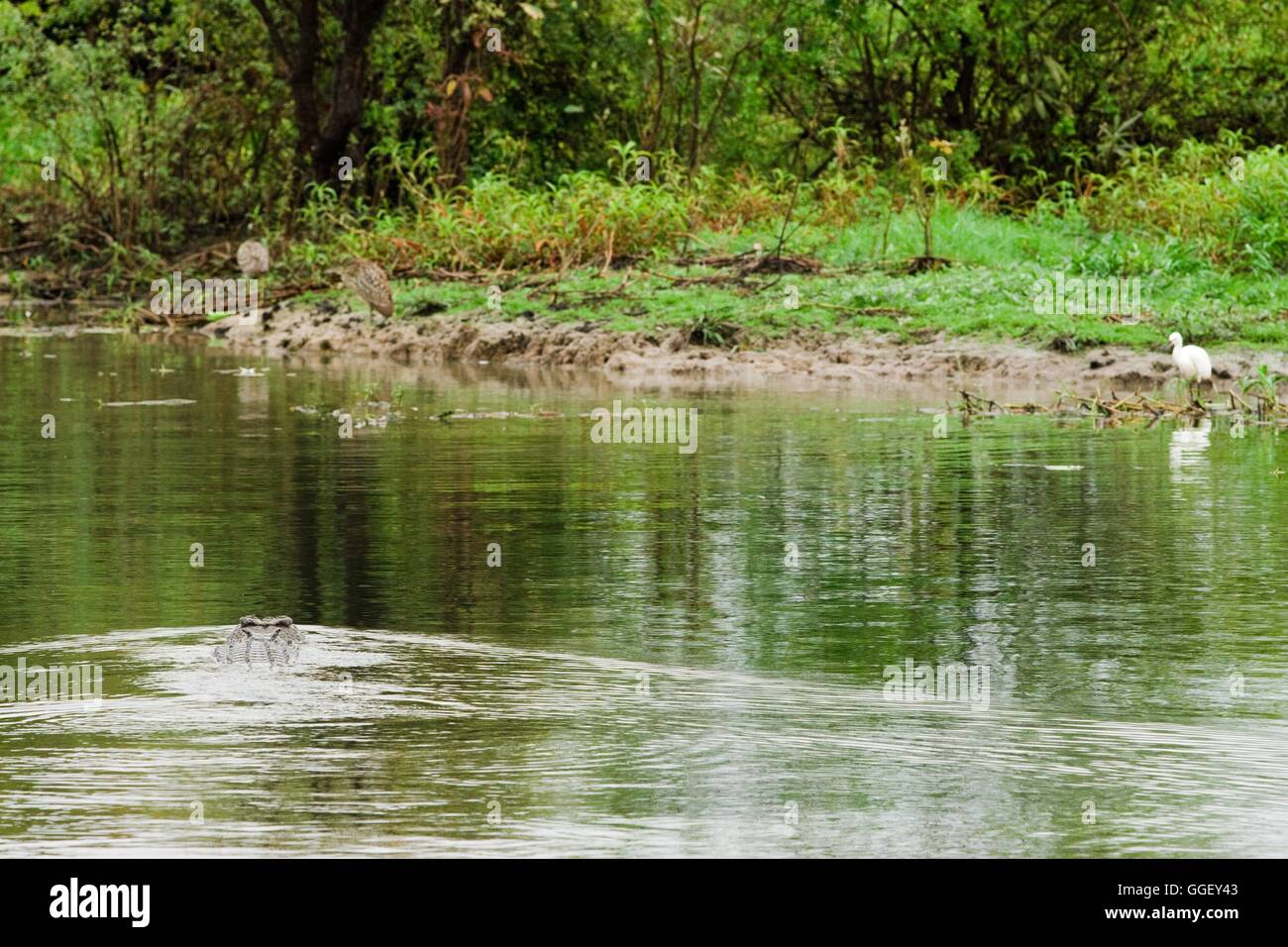 Un crocodile estuarien nage près d'aigrettes sur les rives de l'eau jaune, le Kakadu National Park, Territoire du Nord, Australie Banque D'Images