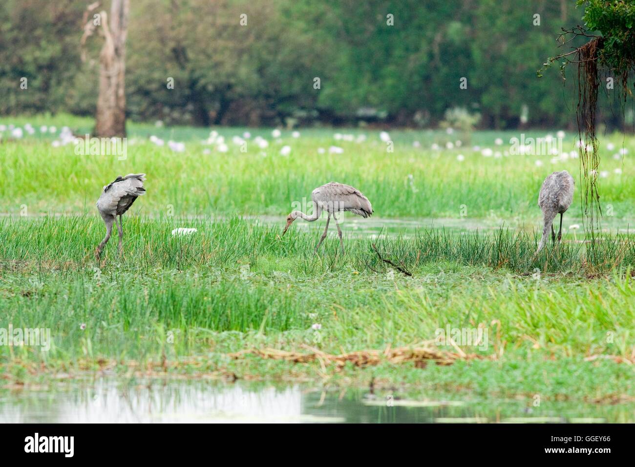 Un Brolga Grus rubicunda () et divers héron blanc en quête de nourriture dans les zones humides d'eaux jaune, le Kakadu National Park, ni Banque D'Images