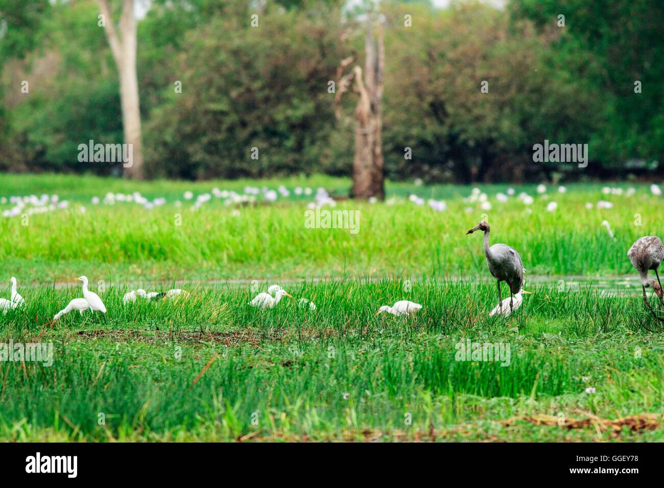 Un Brolga Grus rubicunda () et divers héron blanc en quête de nourriture dans les zones humides d'eaux jaune, le Kakadu National Park, ni Banque D'Images