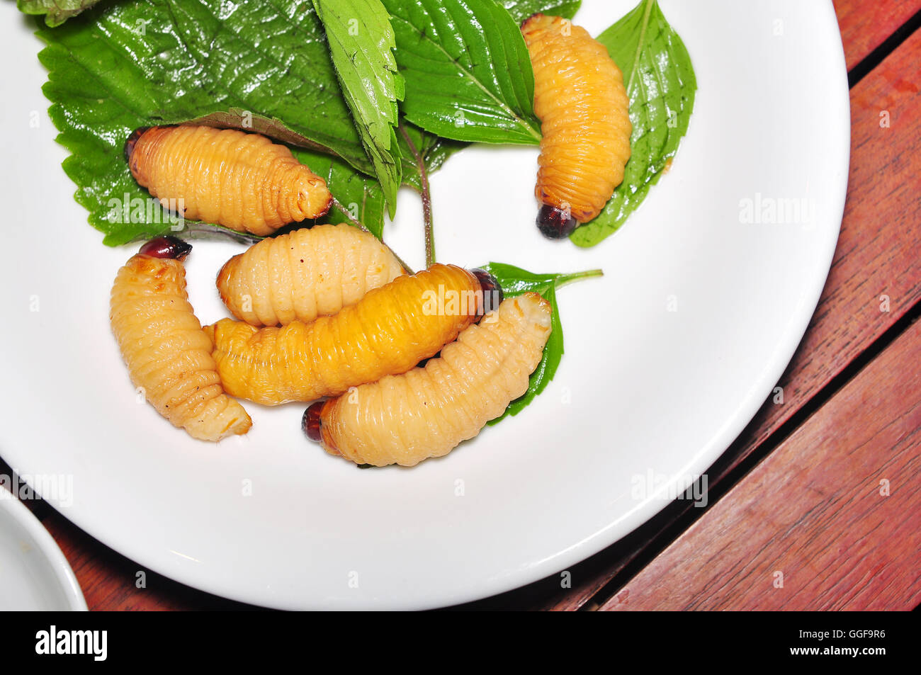 Larve de charançon rouge des palmiers de noix de coco ou un ver ou Duong dua ou ver de sagou (Rhynchophorus ferrugineus) du Vietnam Banque D'Images