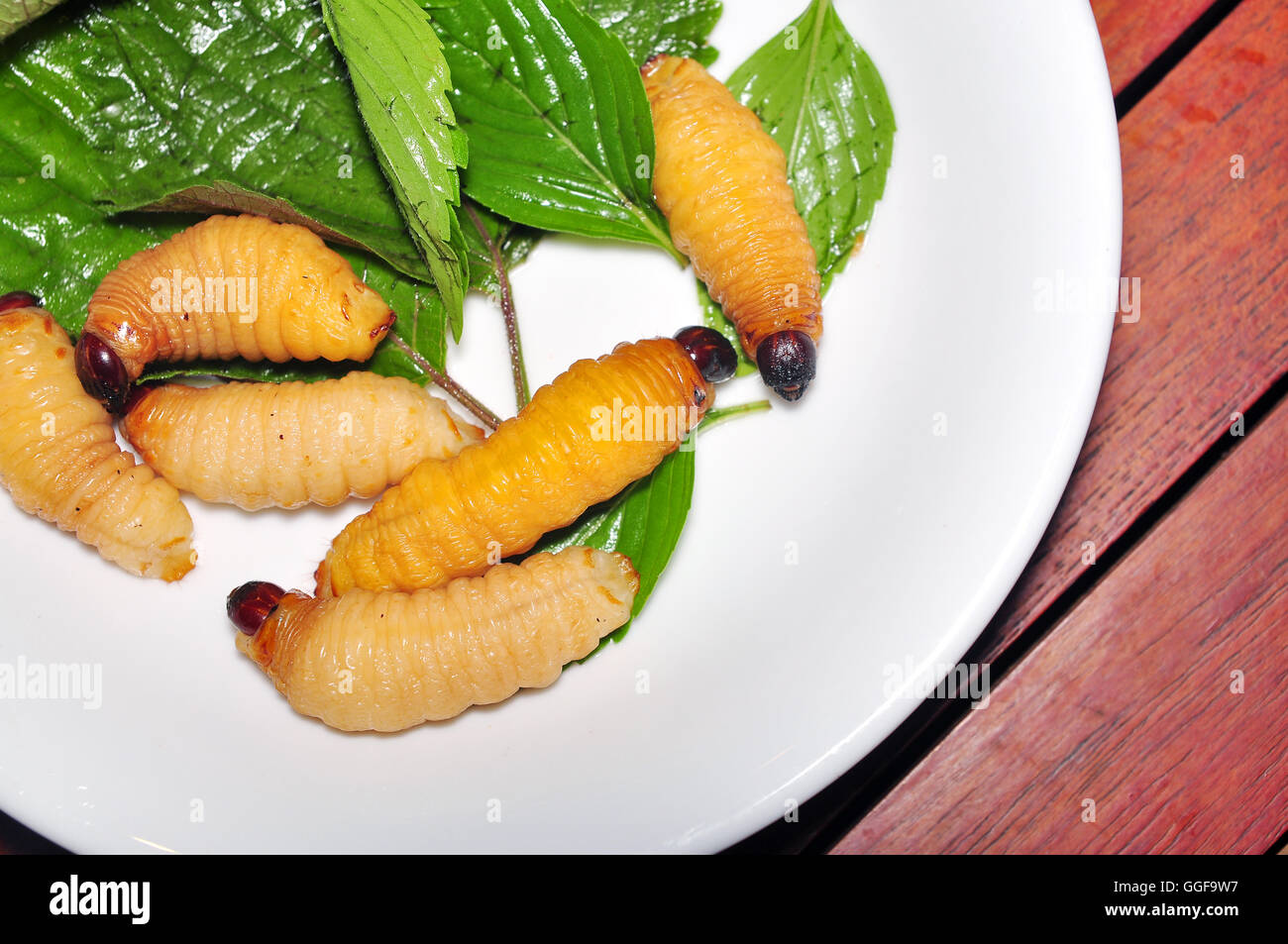 Larve de charançon rouge des palmiers de noix de coco ou un ver ou Duong dua ou ver de sagou (Rhynchophorus ferrugineus) du Vietnam Banque D'Images