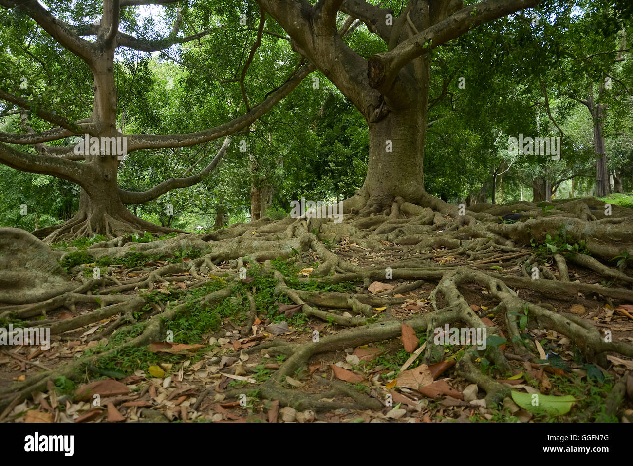 Vieux arbres géants au Jardin botanique royal de Peradeniya Kandy, Sri Lanka Banque D'Images