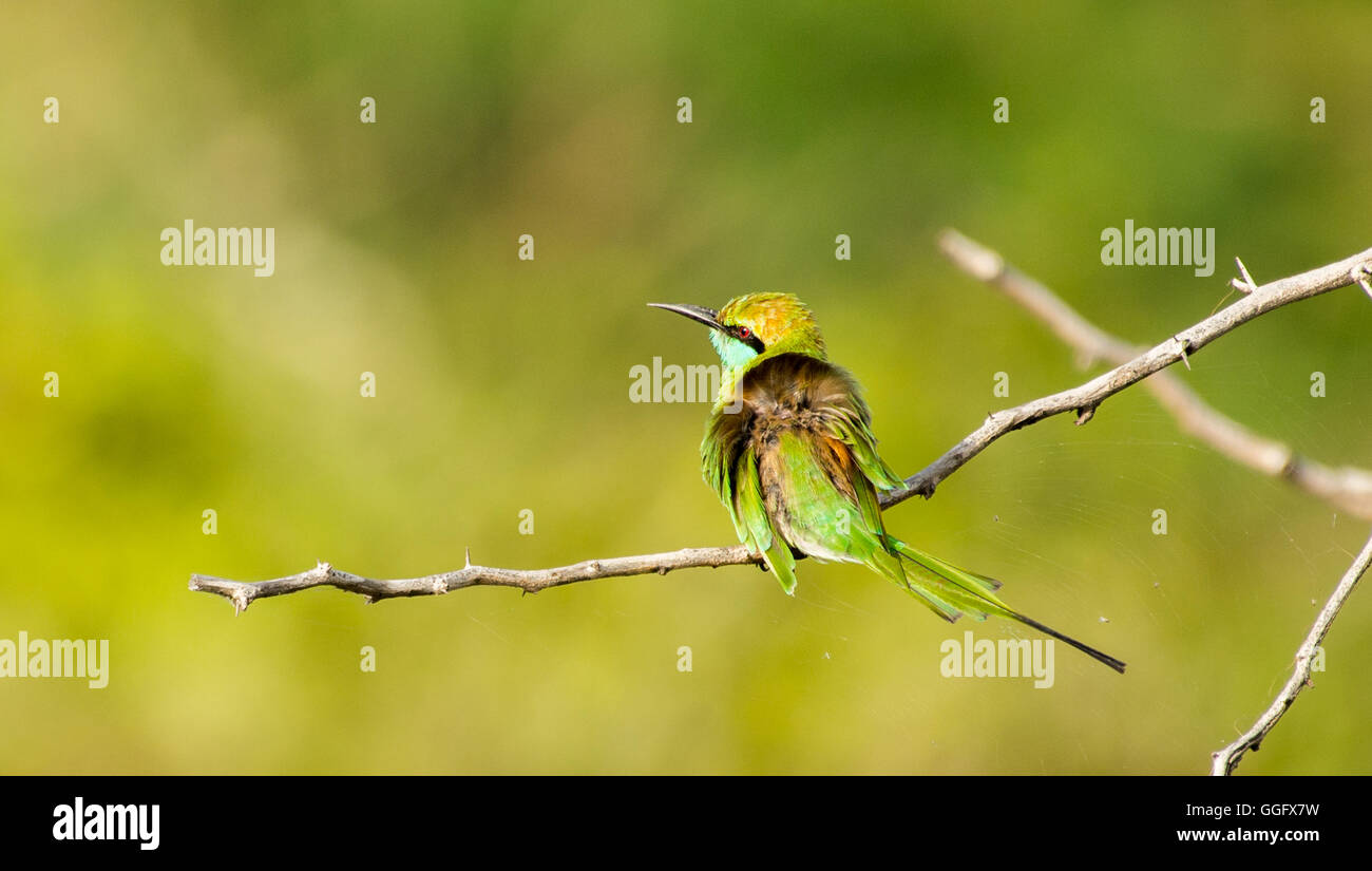 Little Green Bee-eater (Merops orientalis) perché sur une branche Banque D'Images