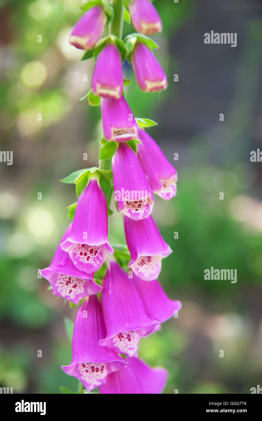 Belle floraison de la digitale rose. Dans le jardin de fleurs Banque D'Images