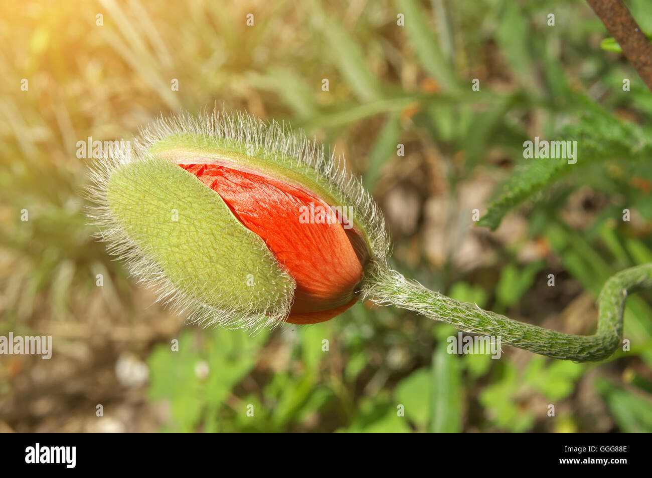 Belle fleur de pavot Banque D'Images