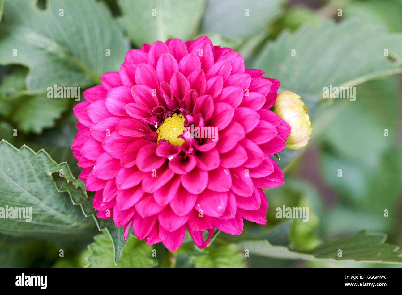 Dahlia violet, Dalina Maxi Castilo (P), fleur. Banque D'Images