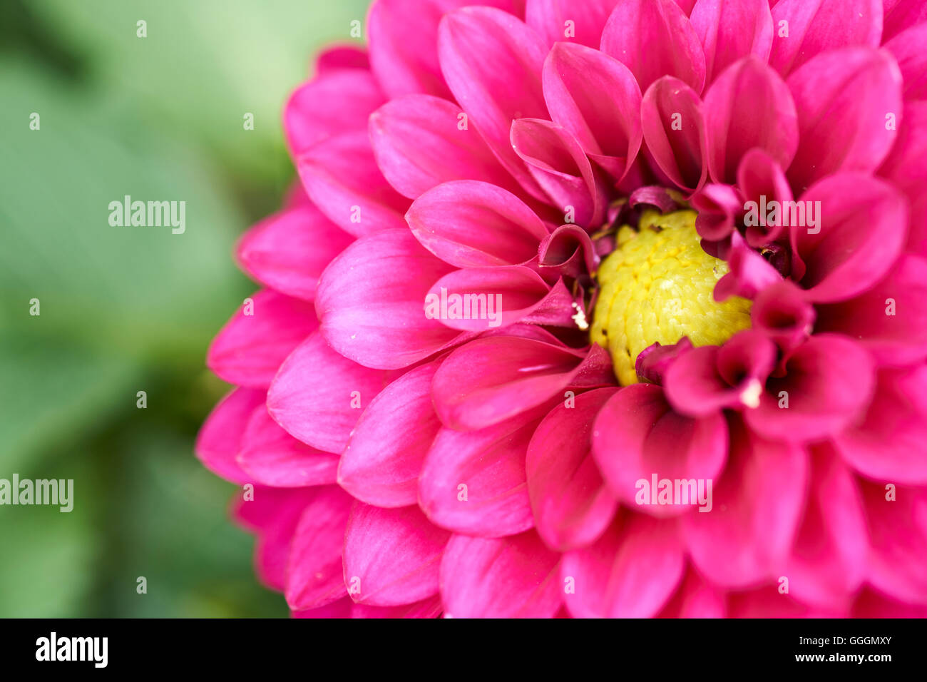 Dahlia violet, Dalina Maxi Castilo (P), fleur. Banque D'Images