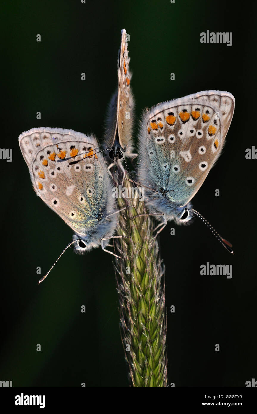 Trois papillons bleu commun à l'arrêt sur une tête de semences UK Banque D'Images