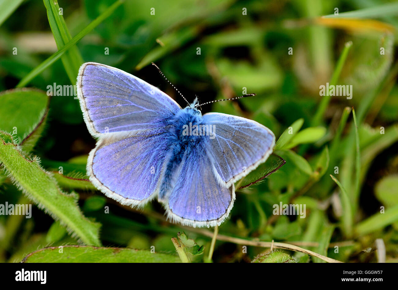 Papillon bleu commun mâle au repos UK Banque D'Images