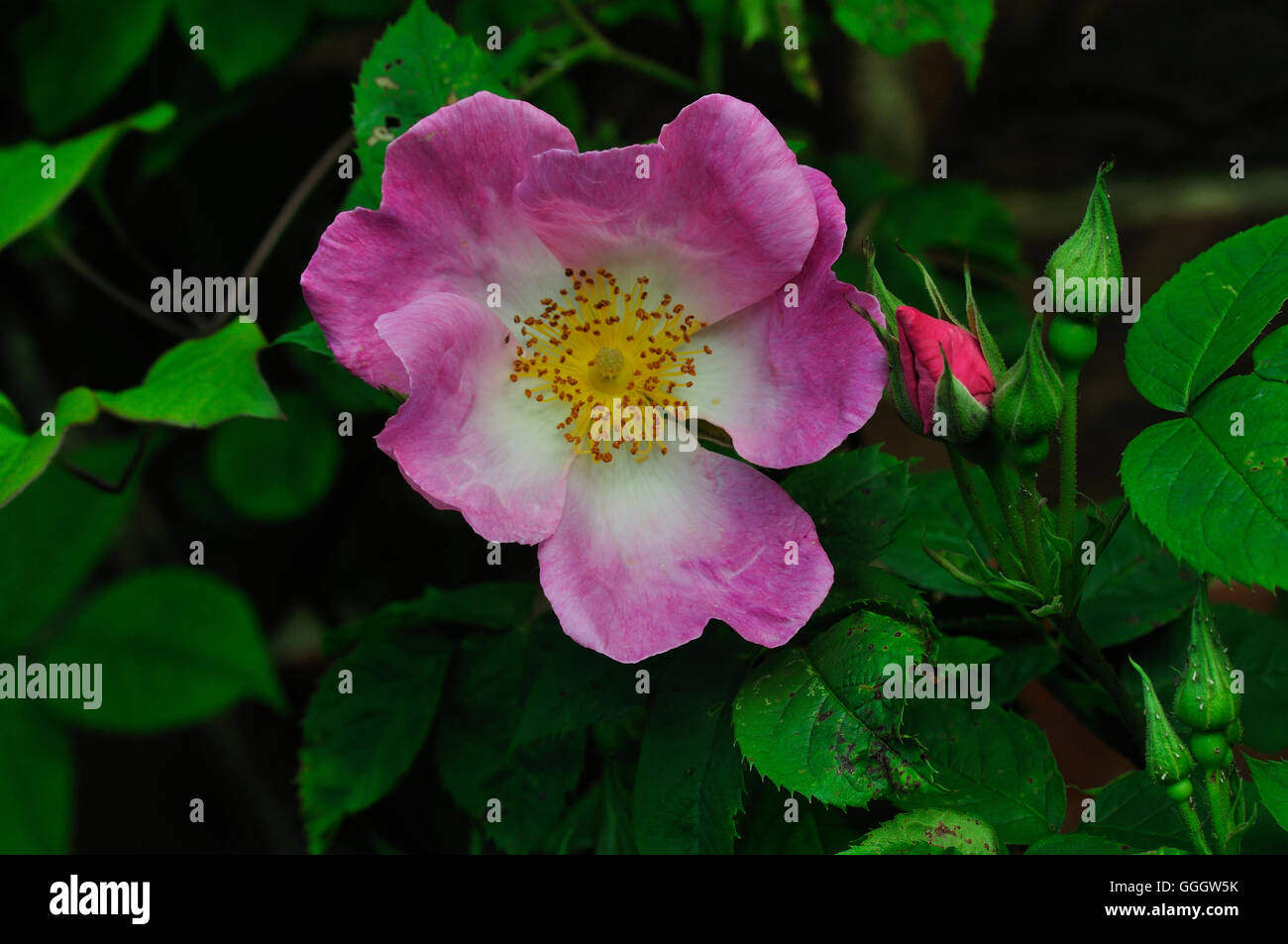 La fleur de rosa 'Load' UK Banque D'Images