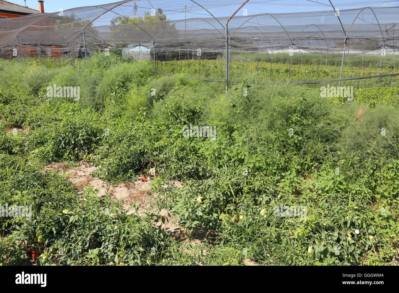 Tomates mûres rouges dans grande ferme jardin en été Banque D'Images