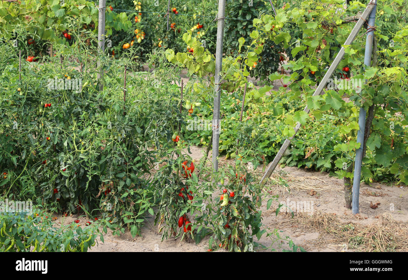 Tomates mûres rouges dans grande ferme jardin en été Banque D'Images