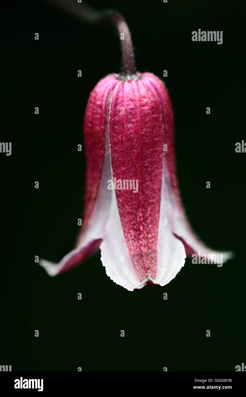 Clematis texensis Etoile Rose Banque D'Images
