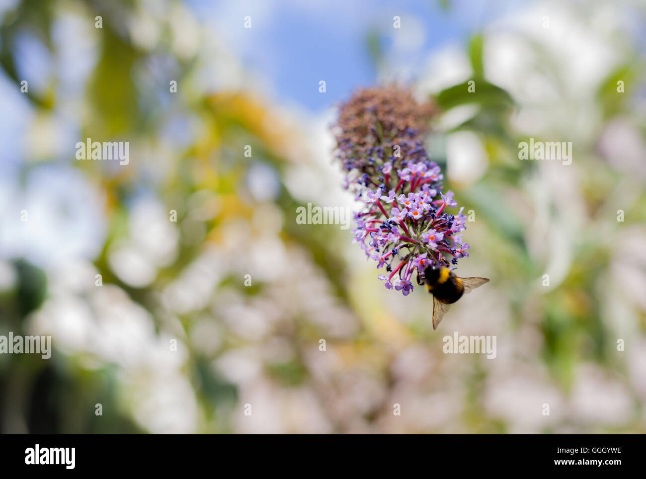 De bourdons (Bombus terrestris) sur le capitule (Buddleja). L'été 2016. Banque D'Images