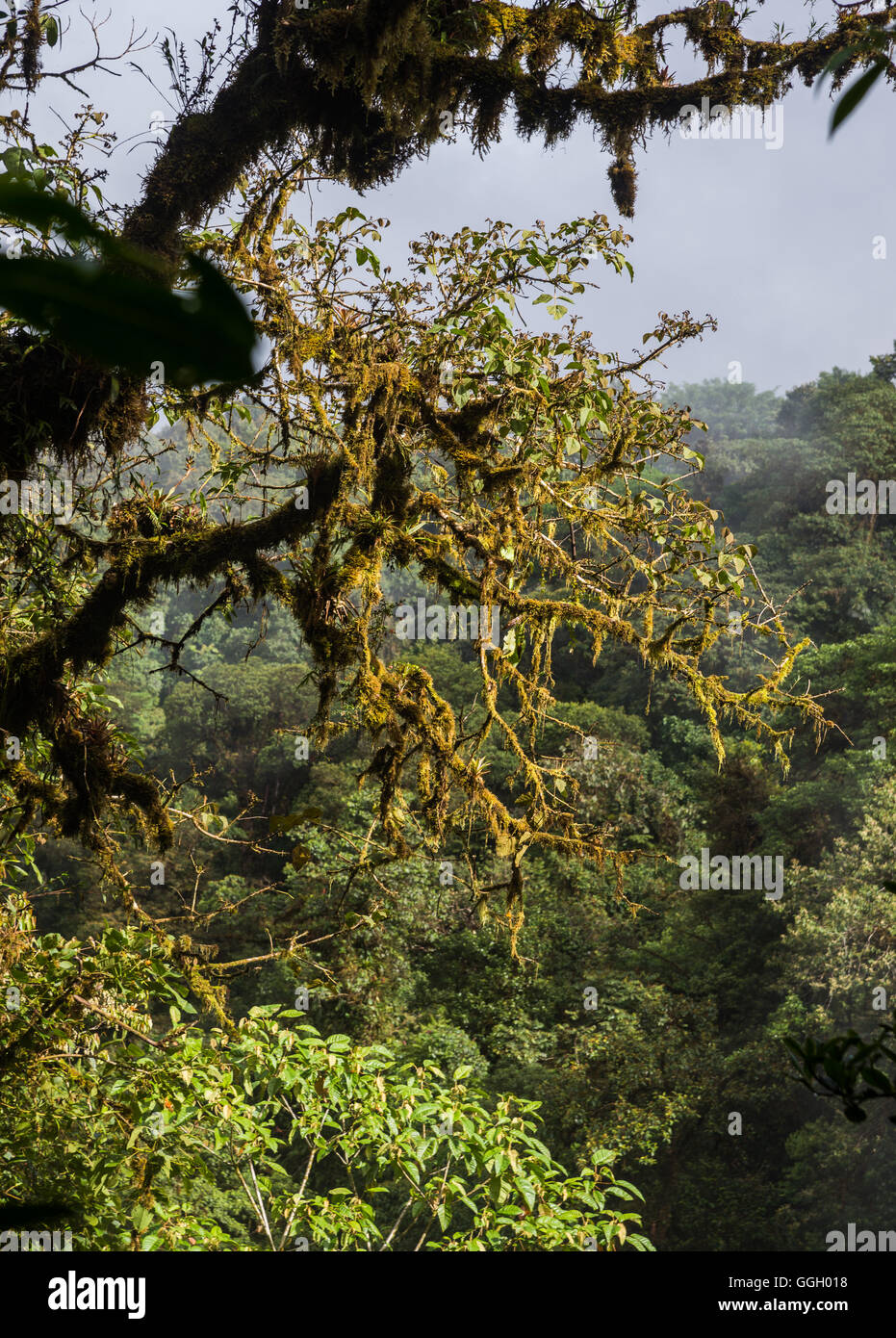 Les arbres sont couverts d'épiphytes dans la forêt de nuages tropicaux des montagnes des Andes. L'Équateur, en Amérique du Sud. Banque D'Images