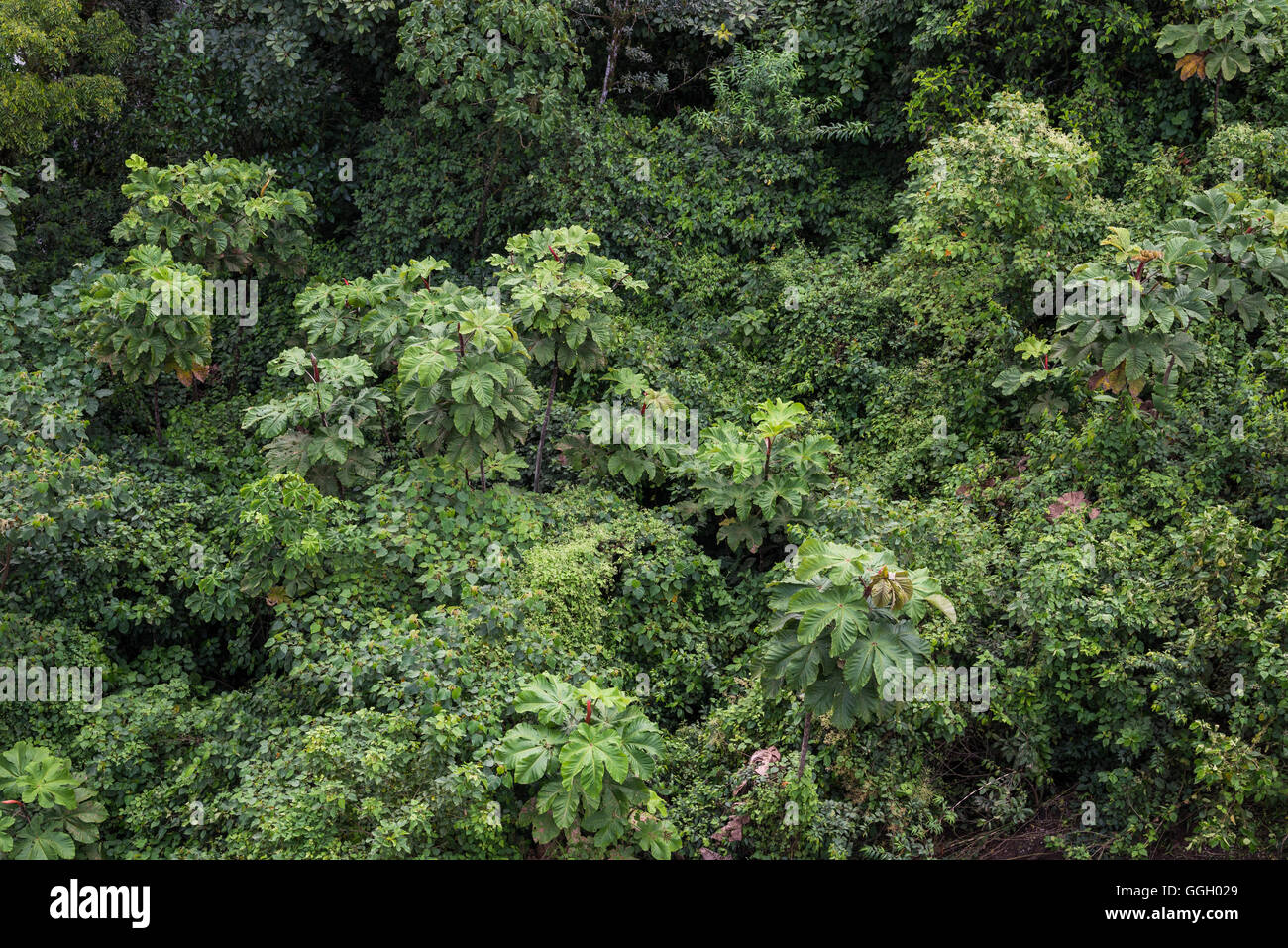 Végétation verte de forêt tropicale vue d'en haut. Equateur, Amérique du Sud. Banque D'Images