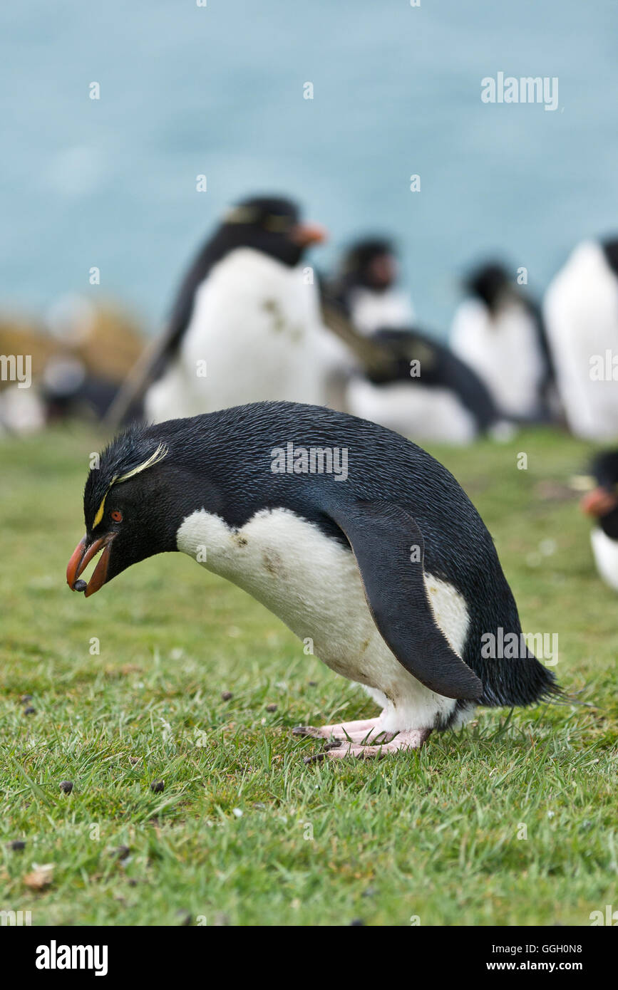 Un Rockhopper Penguin ramasser des crottes de lapin sur la colline de l'Île Saunders dans les Malouines Banque D'Images