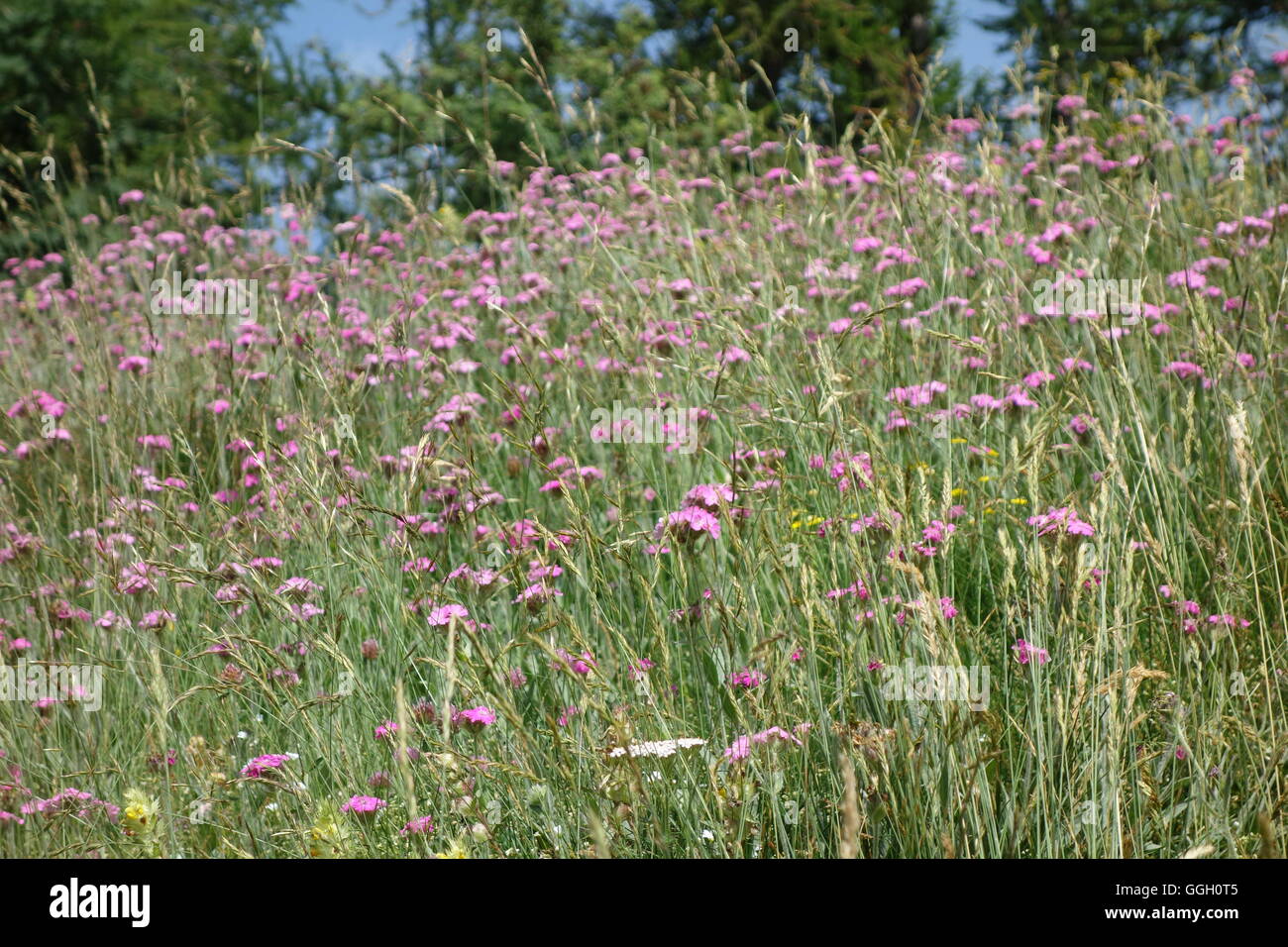 Blossoming Silene flos-jovis, Jupiter-Lichtnelken blühende, Alpes Ligures, Italie Banque D'Images