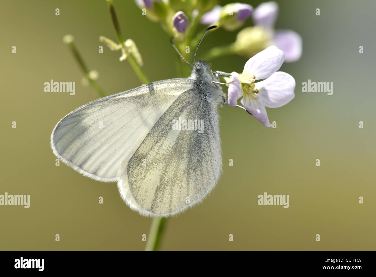 Bois Blanc - Leptidea sinapis Banque D'Images