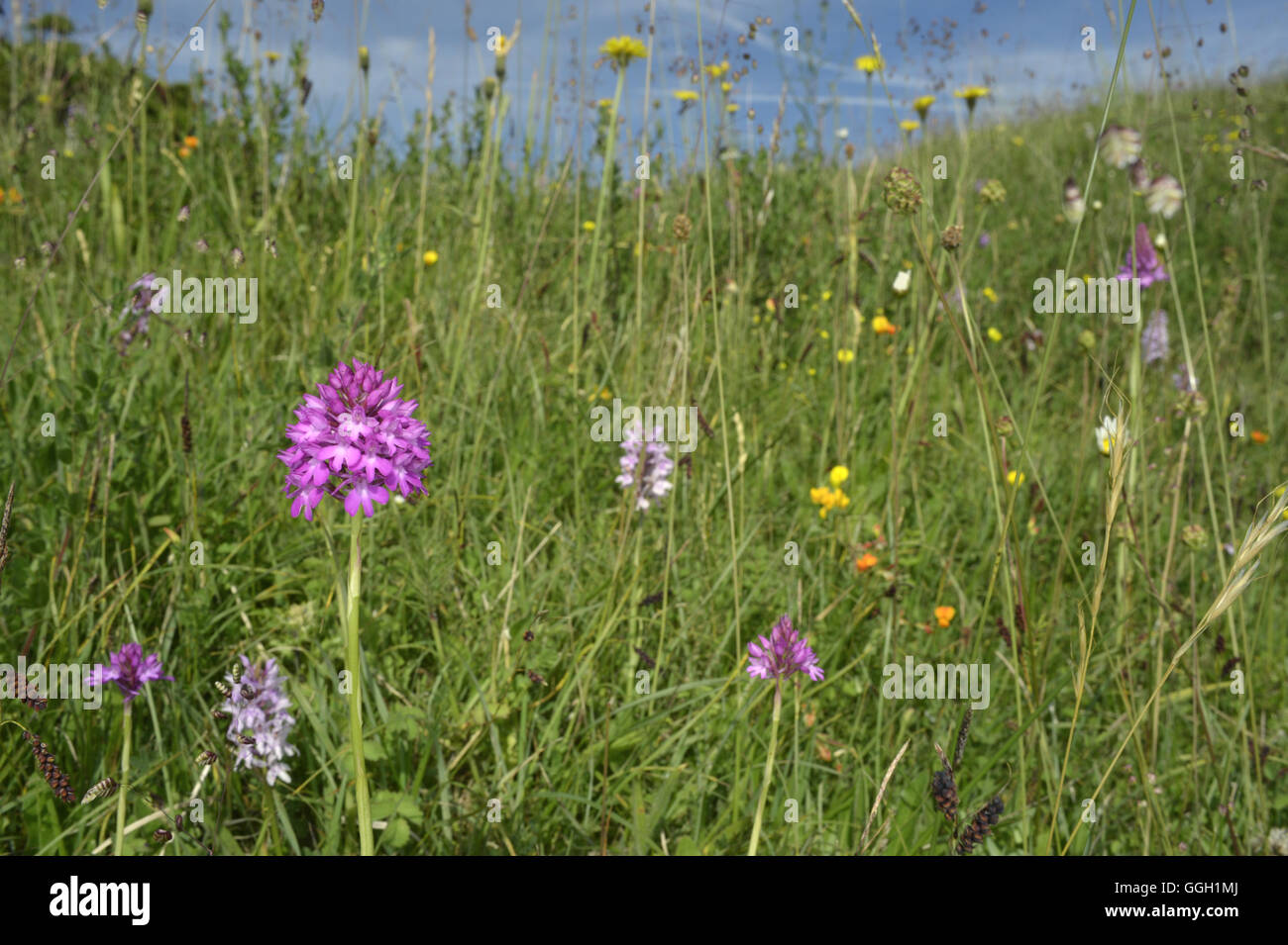 Anacamptis pyramidalis - Orchidée pyramidale Banque D'Images