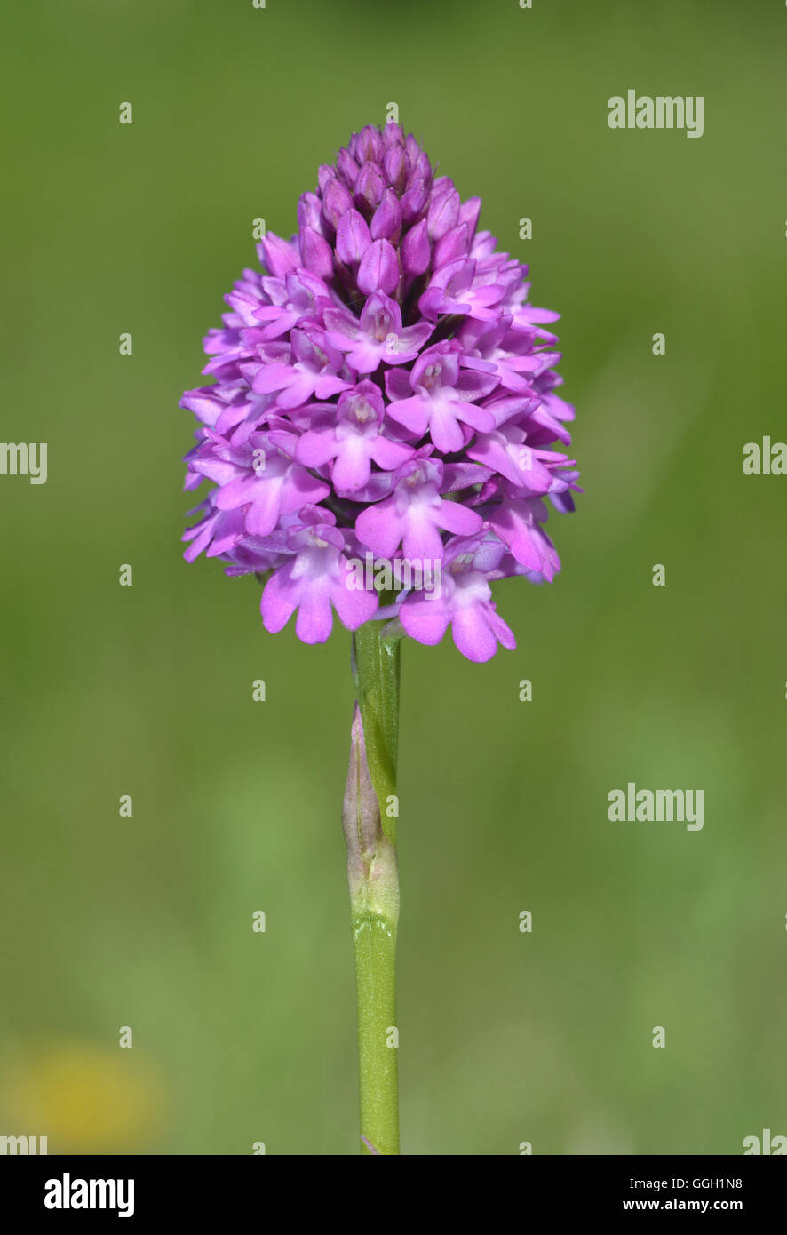 Anacamptis pyramidalis - Orchidée pyramidale Banque D'Images