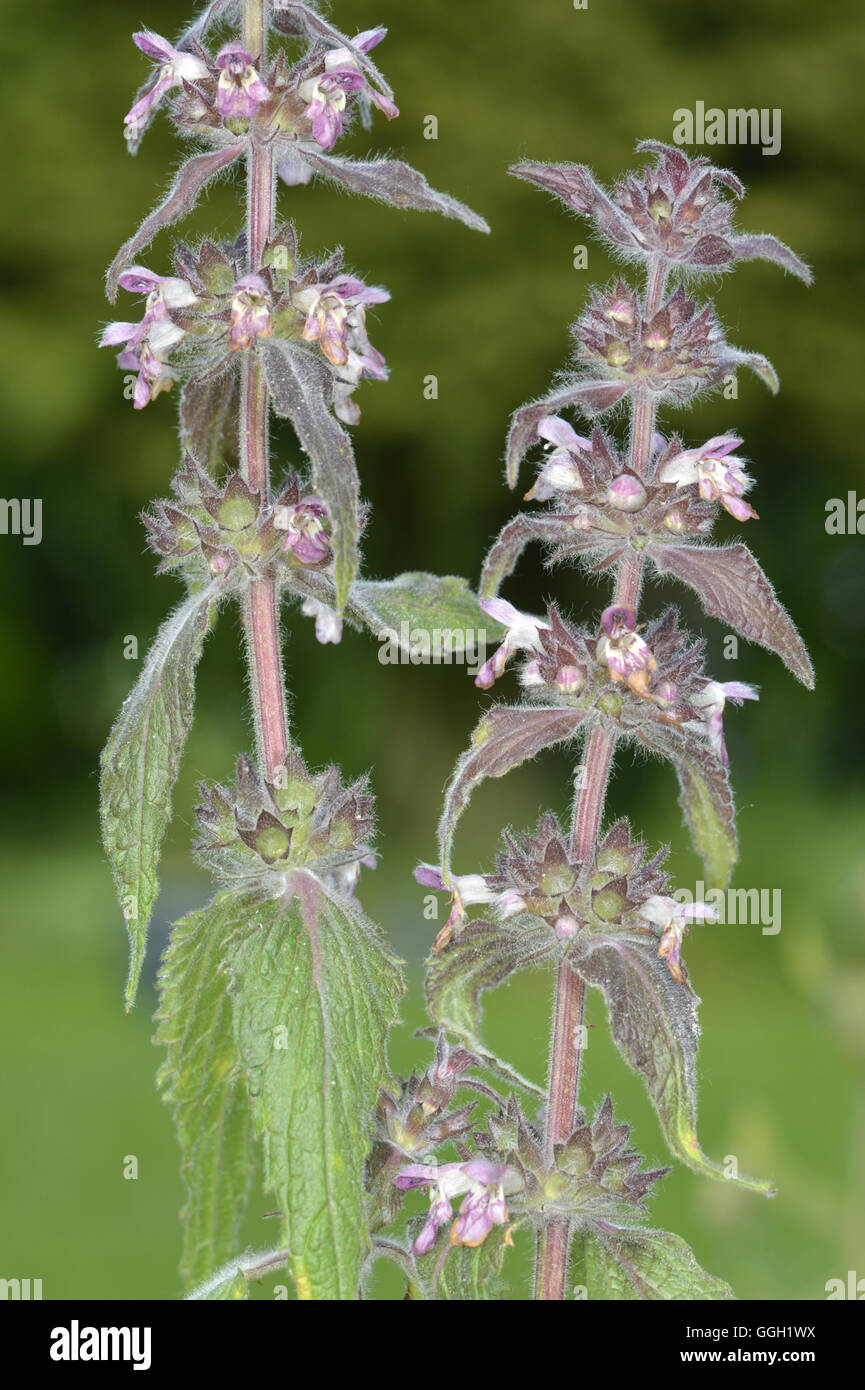 - Woundwort calcaire Stachys alpina Banque D'Images