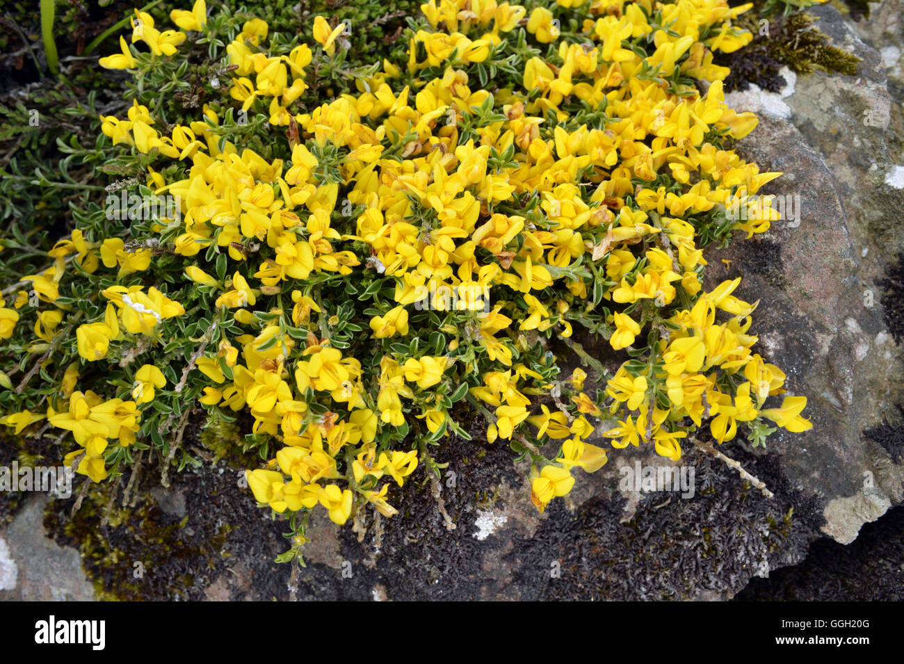 Genista pilosa Hairy Greenweed - Banque D'Images