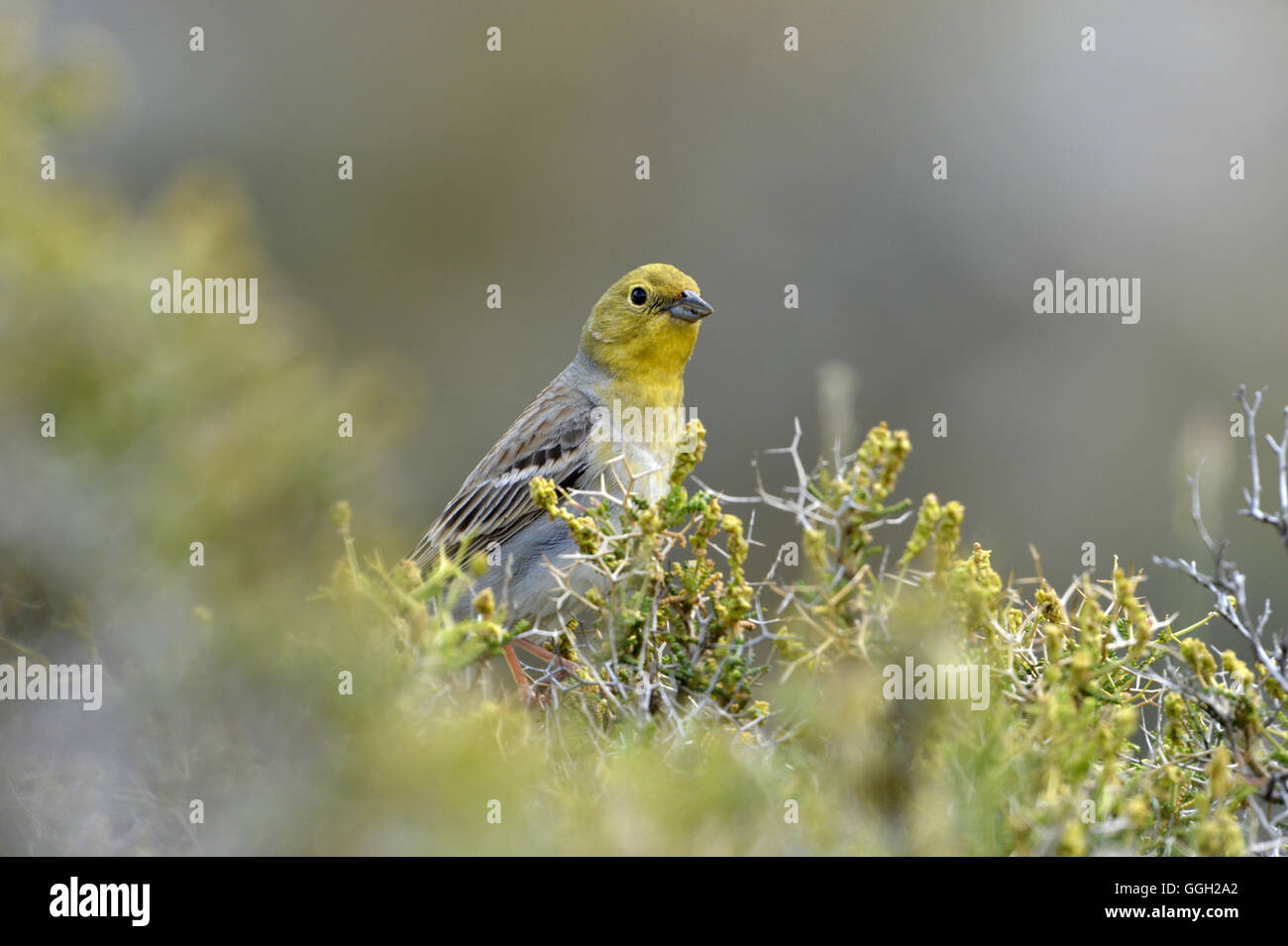 - Emberiza cineracea Cinereous Bunting Banque D'Images