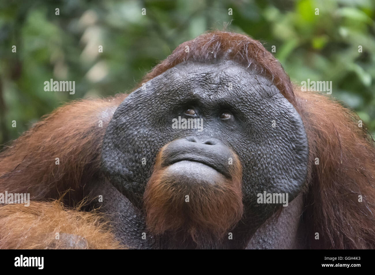 L'orang-outan mâle, de l'Indonésie. Originaire d'Indonésie et Malaisie, les orangs-outans sont actuellement trouvés dans les forêts tropicales humides de Bornéo un Banque D'Images