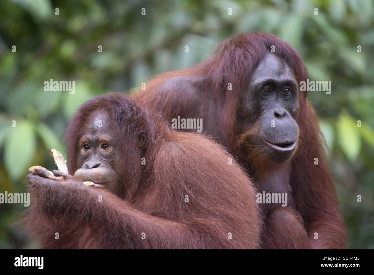 Une paire de l'orang-outan, l'Indonésie. Originaire d'Indonésie et Malaisie, les orangs-outans sont actuellement trouvés dans les forêts humides de naissance Banque D'Images