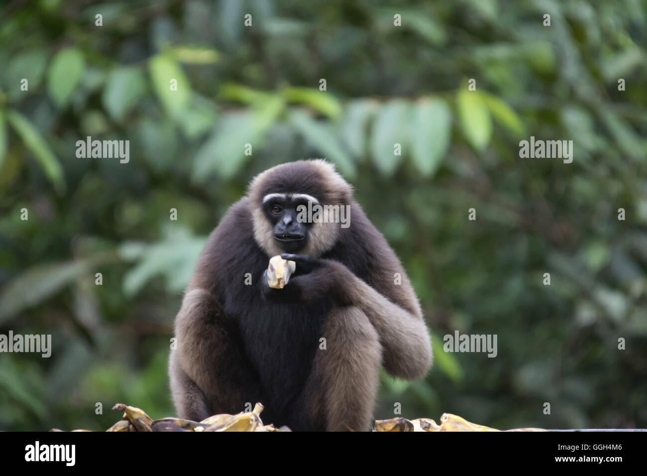 L'orang-blanc gibbon Hylobates albibarbis barbu, l'Indonésie. Une espèce en voie d'espèces de gibbons endémique au sud de Bornéo Banque D'Images