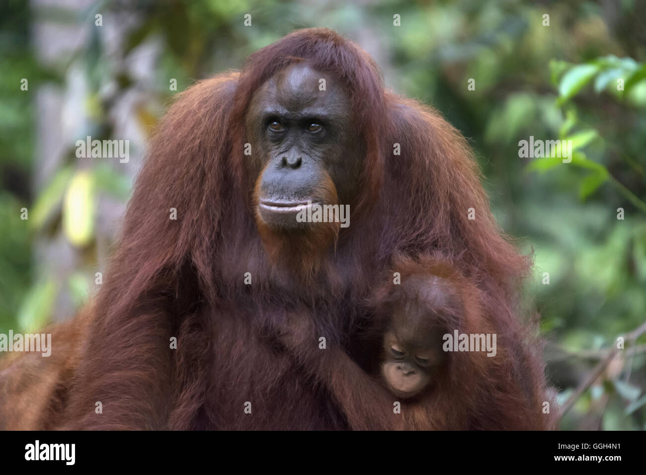 L'orang-outan, l'Indonésie. Originaire d'Indonésie et Malaisie, les orangs-outans sont actuellement trouvés dans les forêts tropicales de Bornéo et somme Banque D'Images