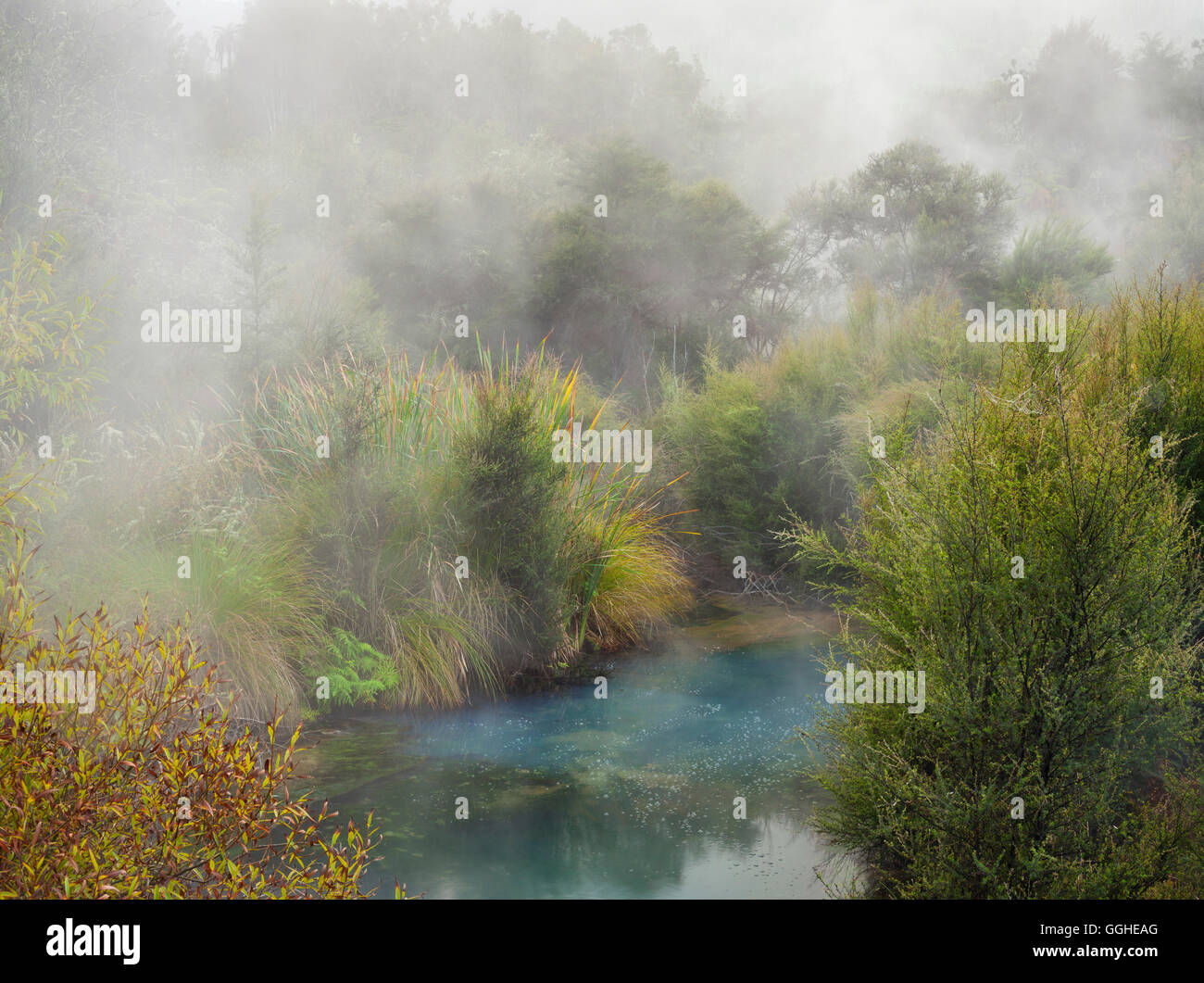 Hot springs, la Vallée volcanique de Waimangu, Rotorua, Bay of Plenty, île du Nord, Nouvelle-Zélande Banque D'Images