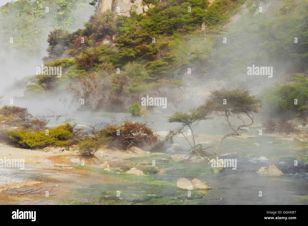 Hot Springs, la Vallée volcanique de Waimangu, Rotorua, Bay of Plenty, île du Nord, Nouvelle-Zélande Banque D'Images
