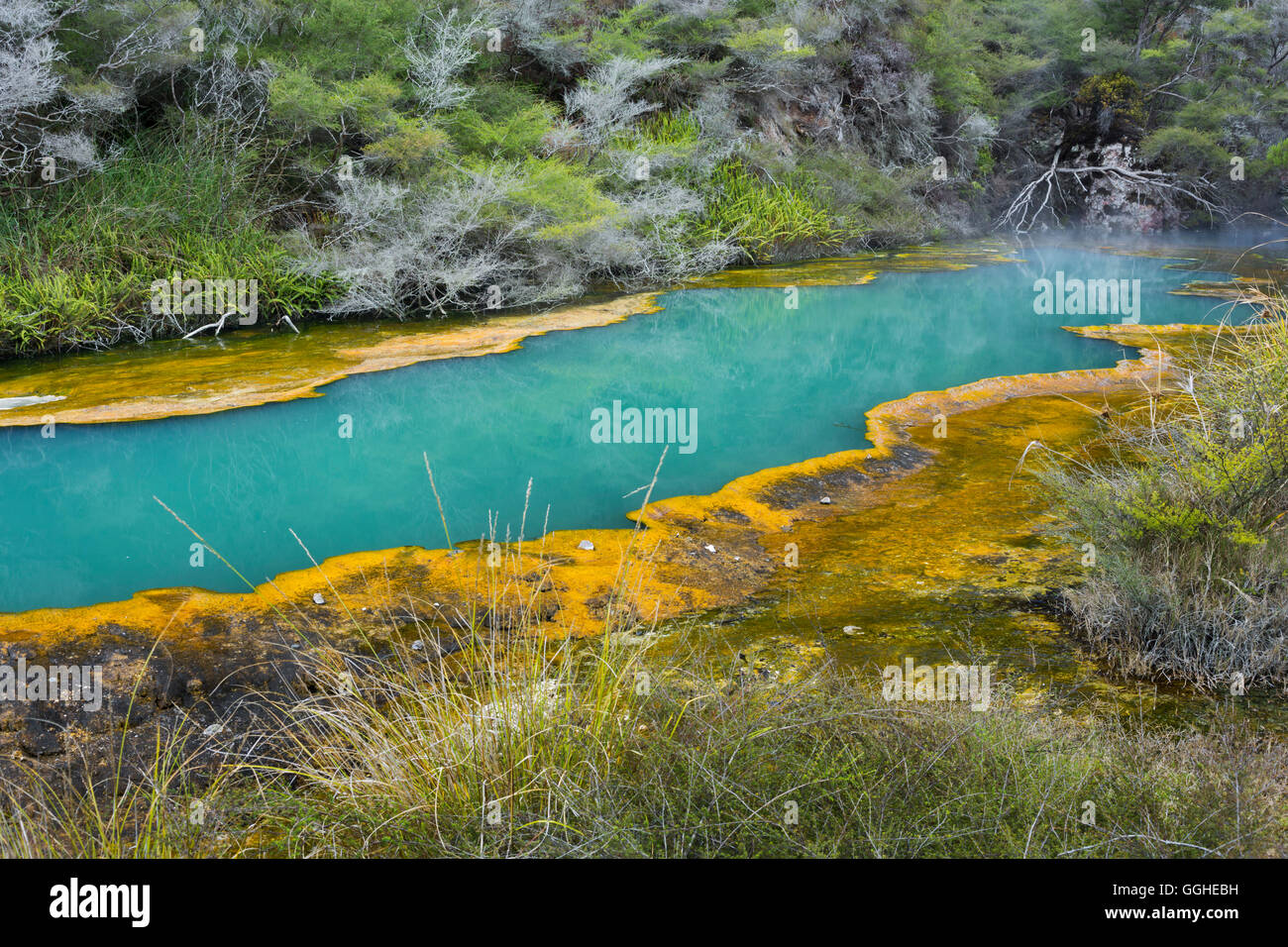 Hot Springs, la Vallée volcanique de Waimangu, Rotorua, Bay of Plenty, île du Nord, Nouvelle-Zélande Banque D'Images