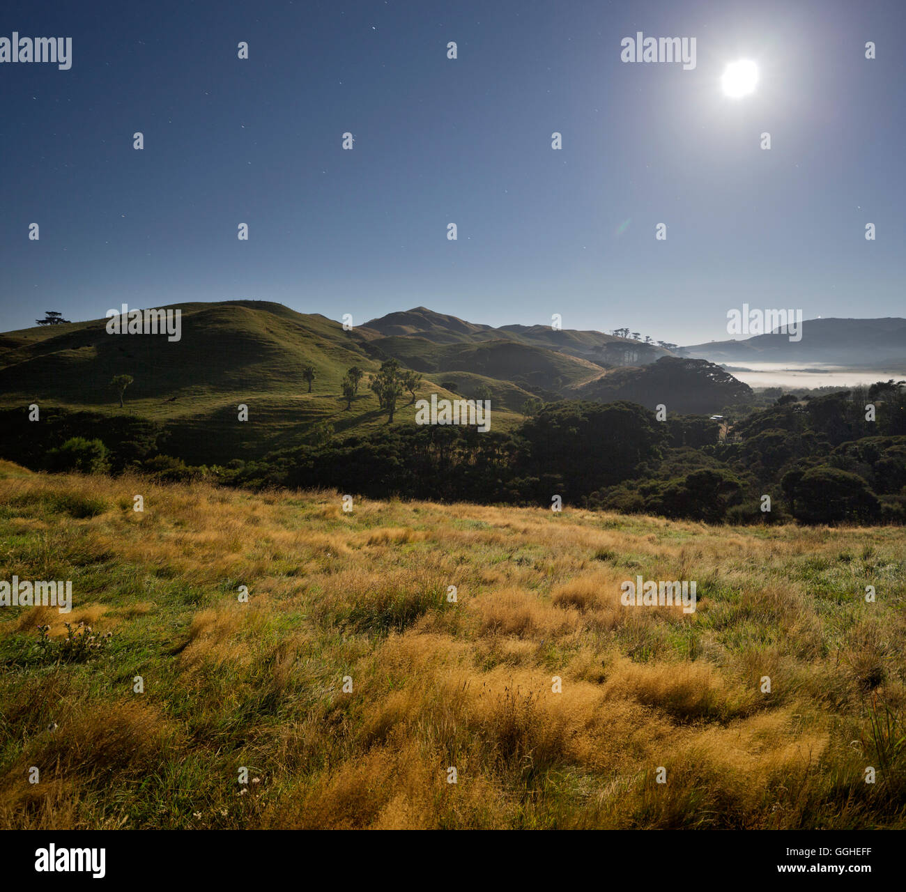 Clair de lune sur un pré, Wharariki, Tasman, île du Sud, Nouvelle-Zélande Banque D'Images