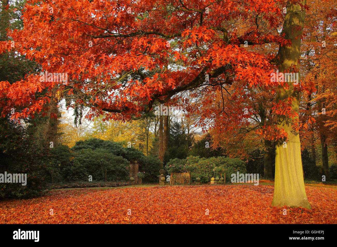 Le Chêne écarlate (Quercus coccinea), feuilles rouges en automne Banque D'Images