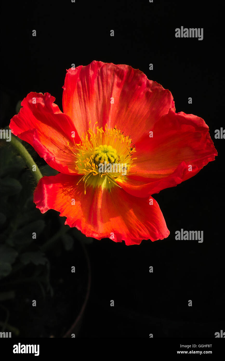 Pavot d'Islande, pavot d'Arctique / Island-Mohn, Nacktstängeliger Mohn (Papaver nudicaule) Banque D'Images