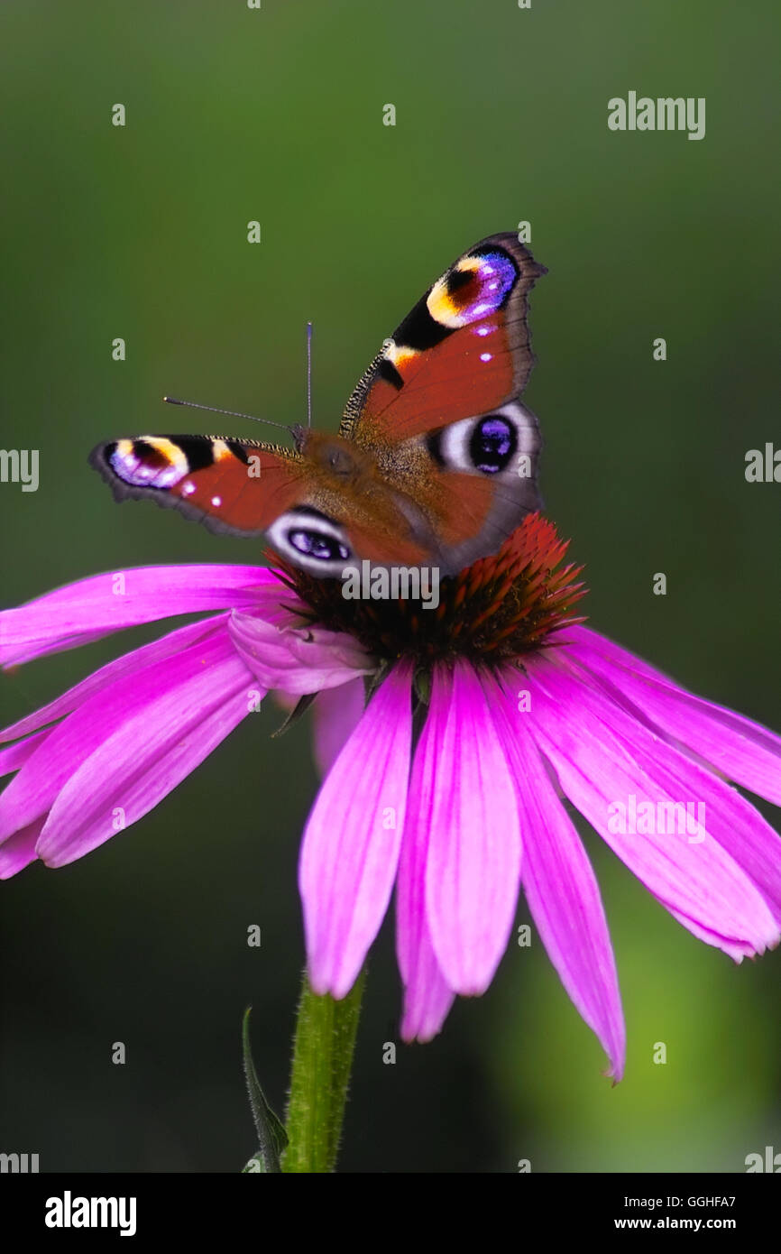 L'échinacée, Cone flower / purpur-sonnenhut (Echinacea purpurea) avec tagpfauenauge (aglais io, inachis io, nymphalis io) Banque D'Images