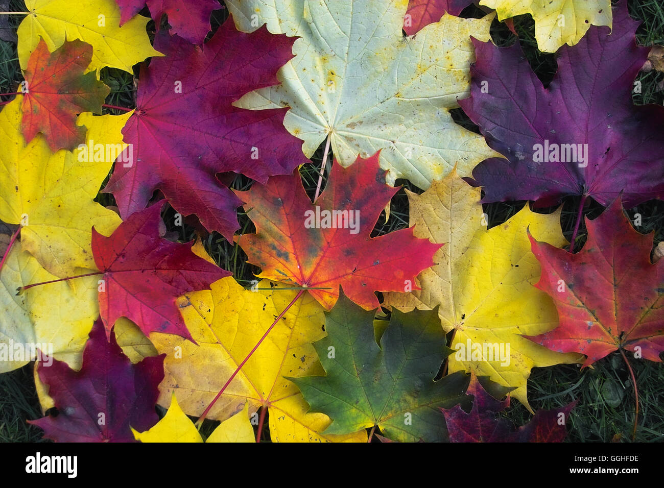 Les feuilles d'automne, feuilles colorées, érable de Norvège, buntes herbstlaub des spitz-ahorn (Acer platanoides) Banque D'Images