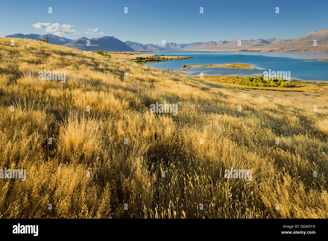 Le Lac Tekapo, Canterbury, île du Sud, Nouvelle-Zélande Banque D'Images