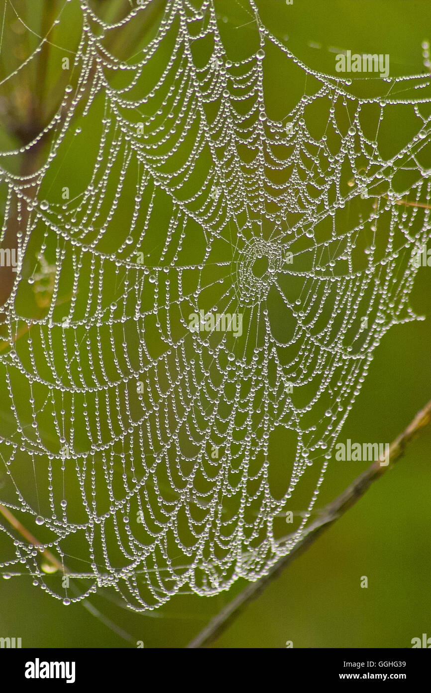 Bessie, Spider web avec gouttes / Spinnennetz, Spinnenweben mit Regentropfen, noir blanc photo Banque D'Images