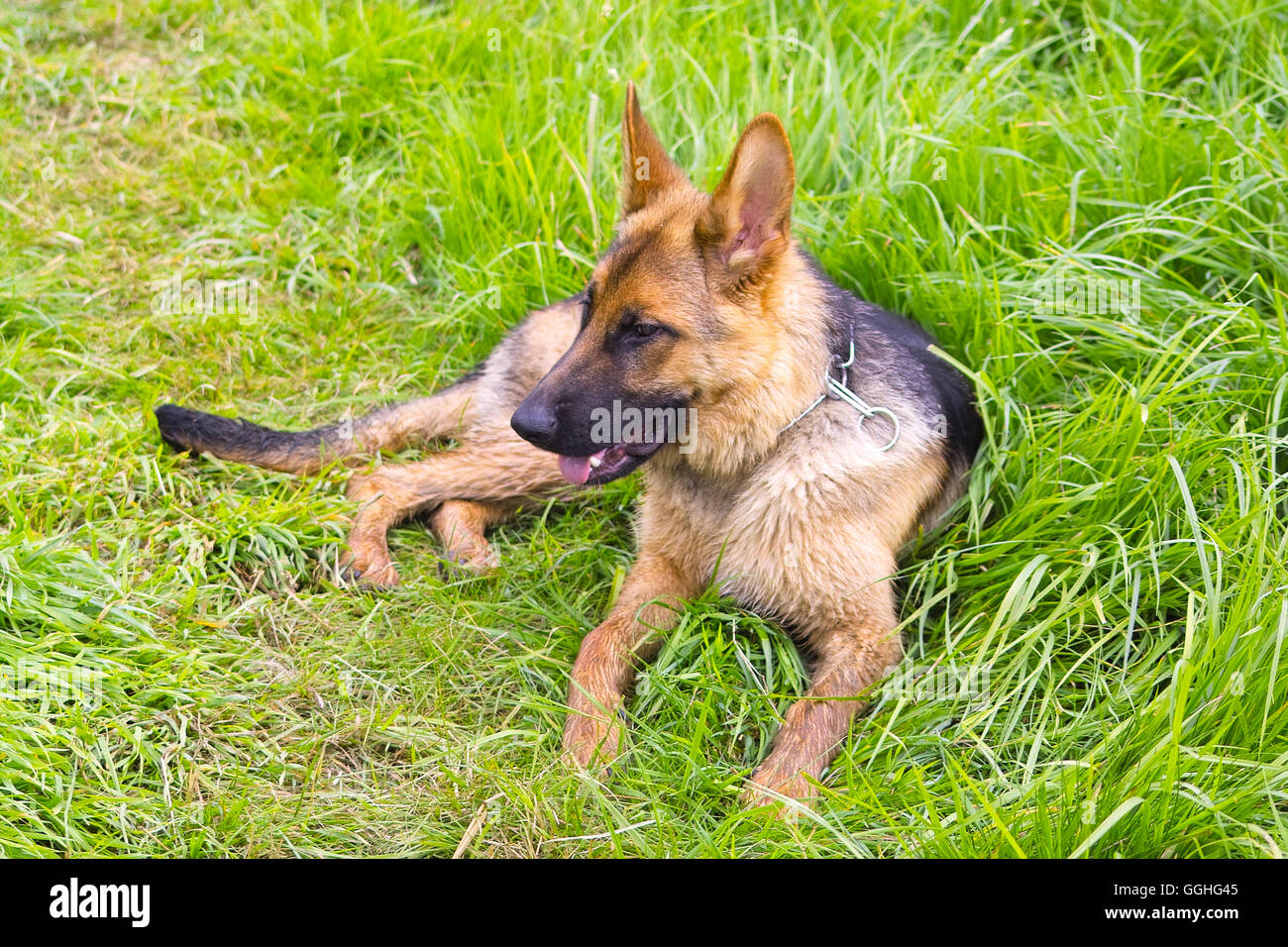 Jeune Berger allemand, chien sur herbe / Deutscher Schäferhund Welpe Banque D'Images