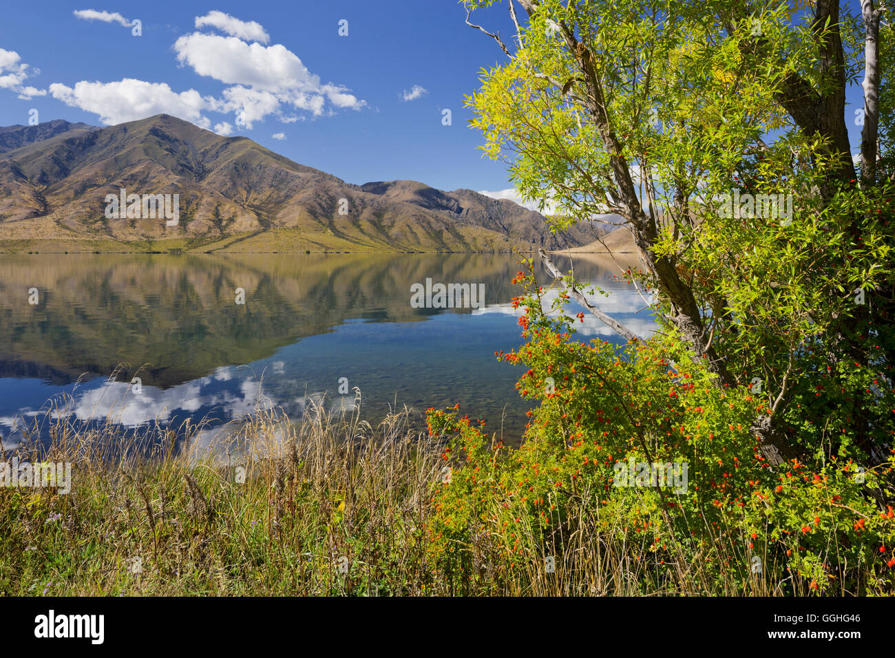 Les arbres le long de la rive du lac, lac Benmore, Otago, île du Sud, Nouvelle-Zélande Banque D'Images